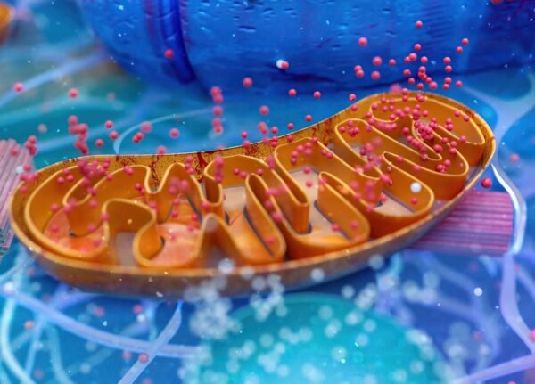 abstract-3d-illustration-biological-cell-mitochondria Liposome nutrient delivery system